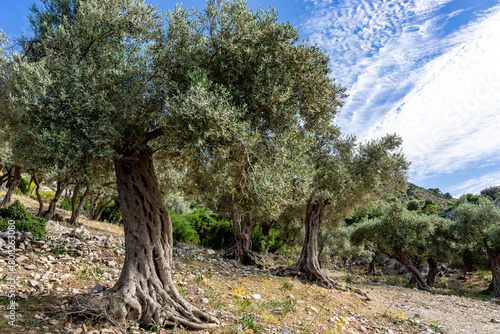 Olive Tree Plantation on Rocky Terrain in Lake Bafa. © klenger