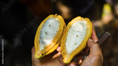 Chuncho Cacao split open in hands
