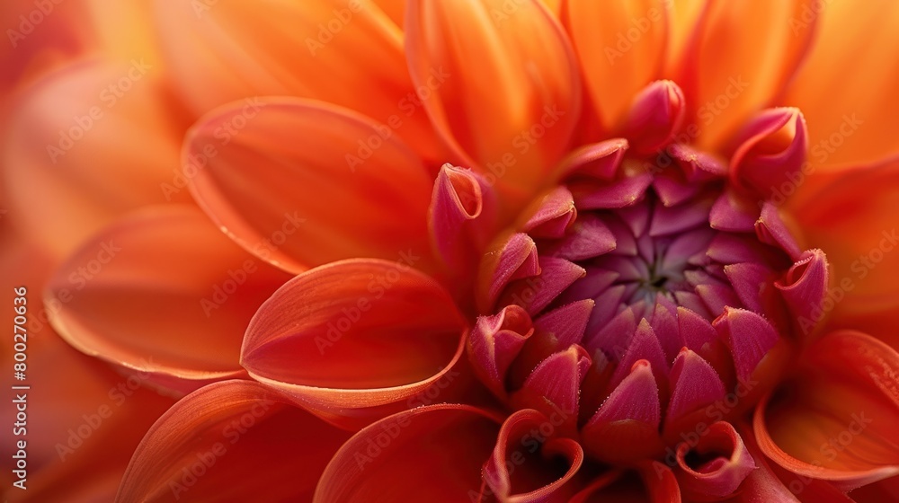 Macro shot of dahlia flower Macro shot of dahlia flower