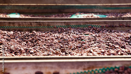 multiple drying chuncho cacao beans