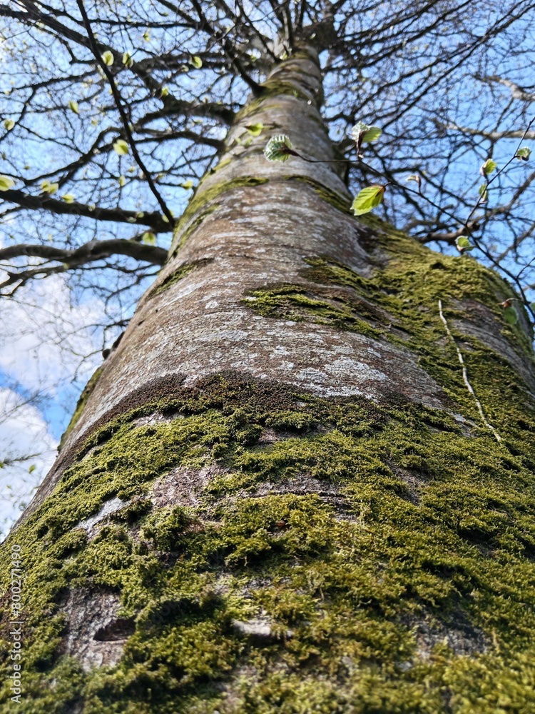 tree trunk extending into the blue sky on a sunny spring day tree trunk extending into the blue sky on a sunny spring day