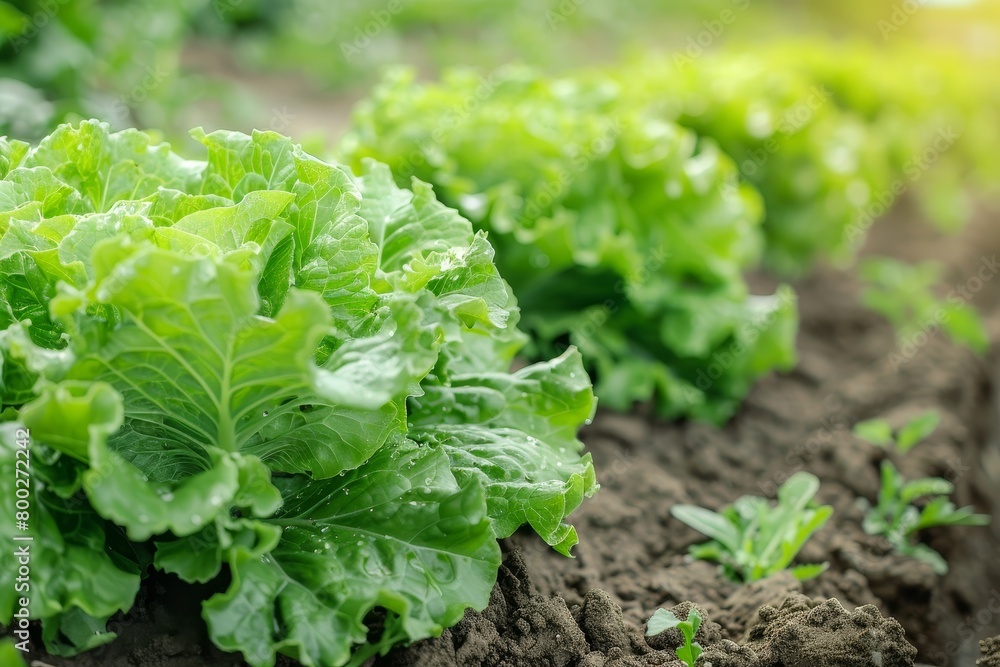 Natural lettuce cultivated in soil Natural lettuce cultivated in soil