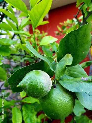 Limes on the tree in the garden. Selective focus.