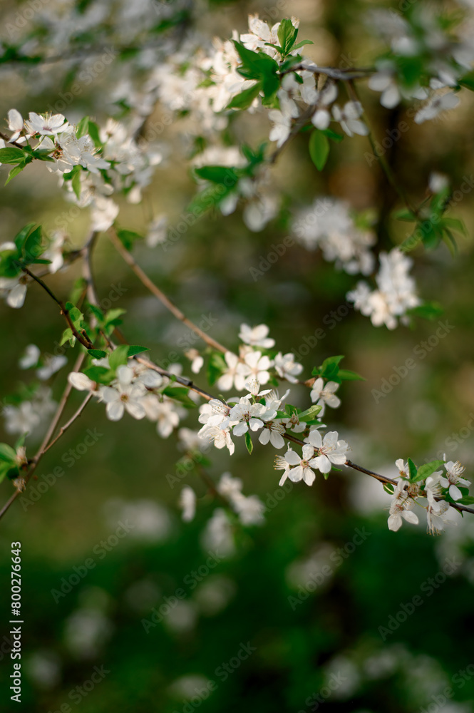 Spring blossom background. Beautiful nature scene with blooming tree and sun flare. Sunny day. Spring flowers. Beautiful Orchard. Abstract blurred background. Springtime Spring blossom background. Beautiful nature scene with blooming tree and sun flare. Sunny day. Spring flowers. Beautiful Orchard. Abstract blurred background. Springtime