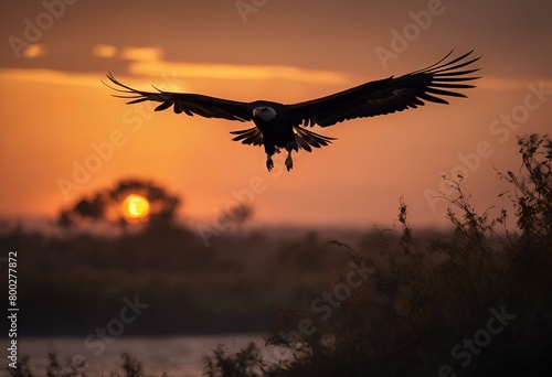 AI generated illustration of a majestic eagle soars above water at sunset © Wirestock