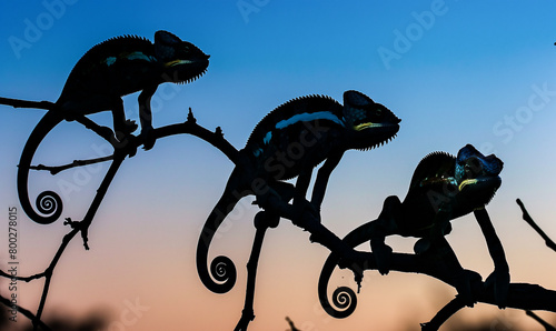 AI generated illustration of chameleons on a branch against a blue and orange sky photo
