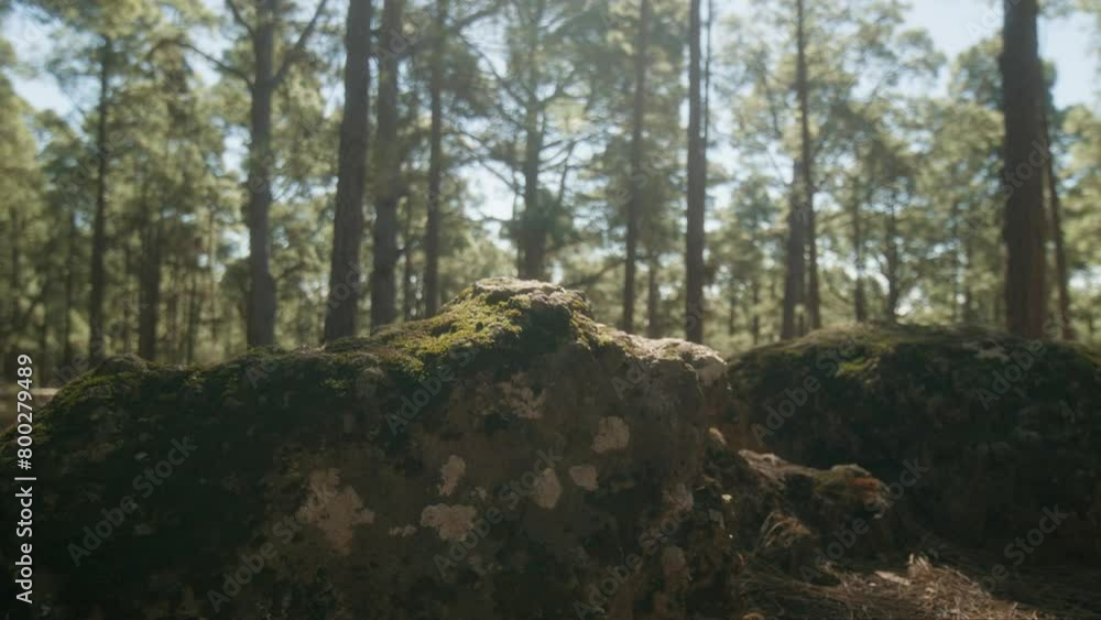 Pine forest rocks and ground in Corona Forestal Natural Park on Tenerife, Canary Islands in spring Pine forest rocks and ground in Corona Forestal Natural Park on Tenerife, Canary Islands in spring