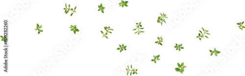 flying thyme leaves photo