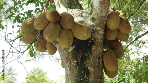 Bunch of ripe exotic jackfruit hanging high from tropical fruit tree branches photo