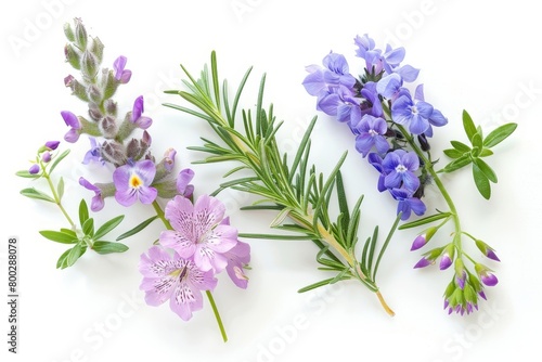Rosemary and pea blossoms on white