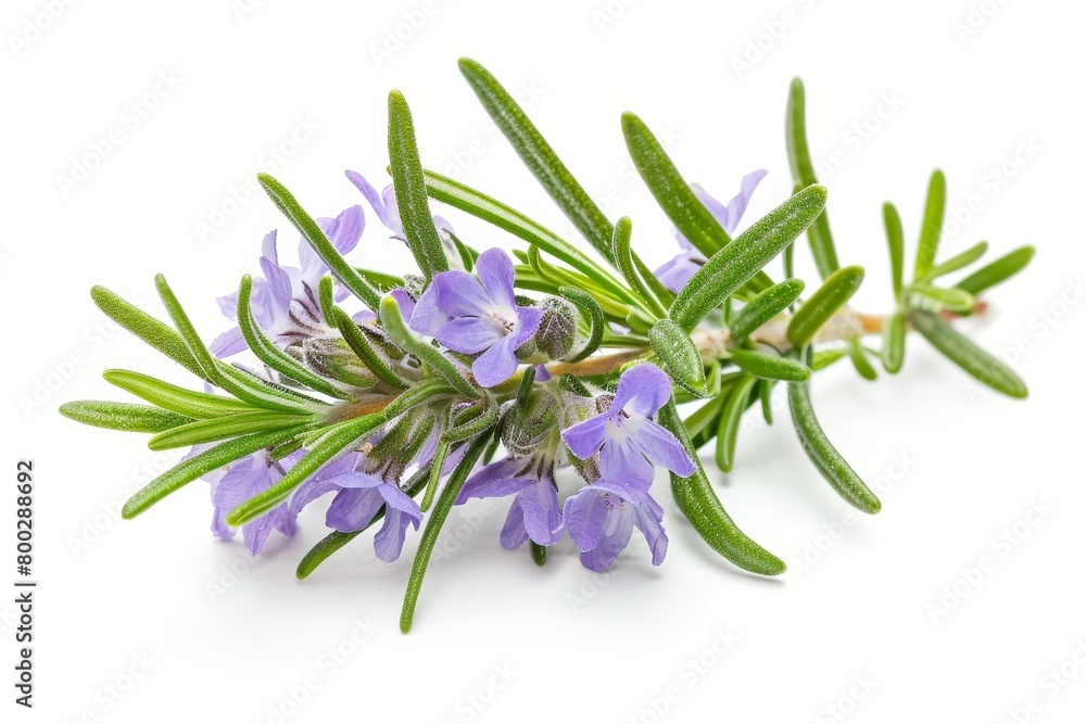 Rosemary flower isolated on white background Rosemary flower isolated on white background