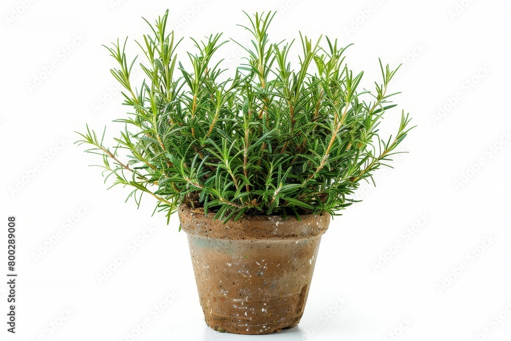 Fototapeta premium Rosemary in vase white background