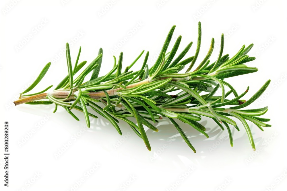Fototapeta premium Rosemary leaf spice isolated on white background