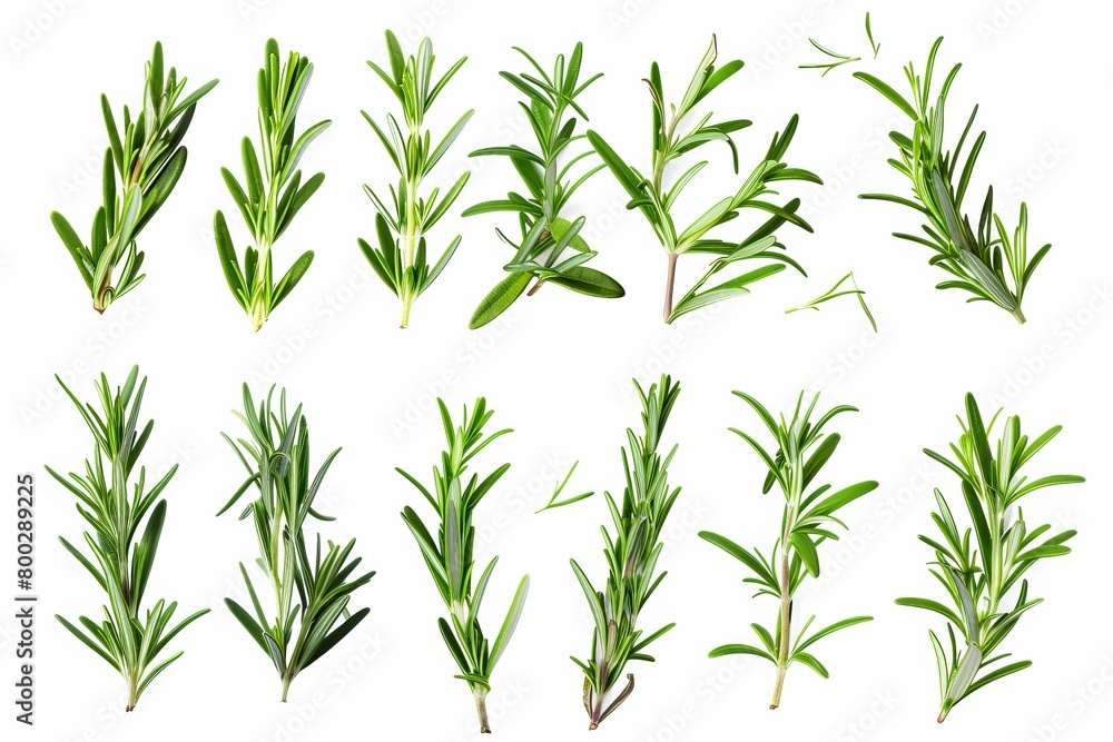 Fototapeta premium Rosemary leaves on white background