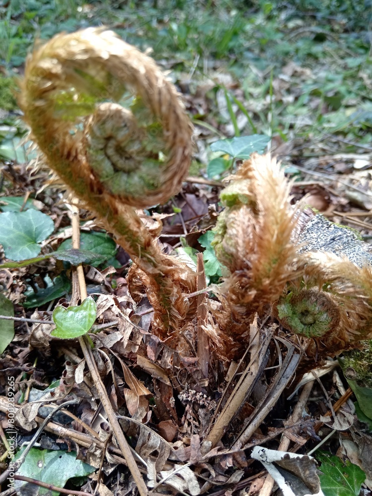 fern plant just blooms in spring fern plant just blooms in spring