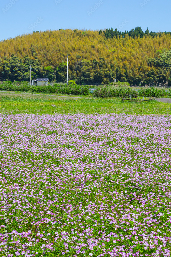 一面に咲いた蓮華の花