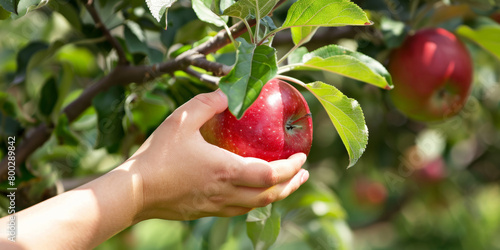 Close-up of a hand gently picking a ripe red apple from a lush orchard tree, symbolizing harvest and freshness.