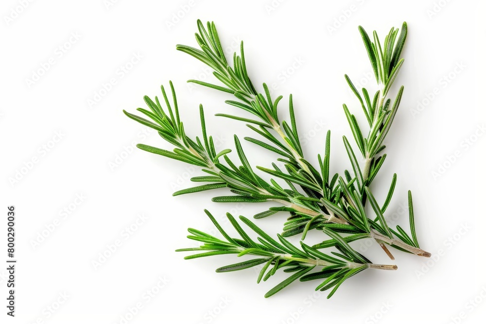 Fototapeta premium Rosemary viewed from above with white background