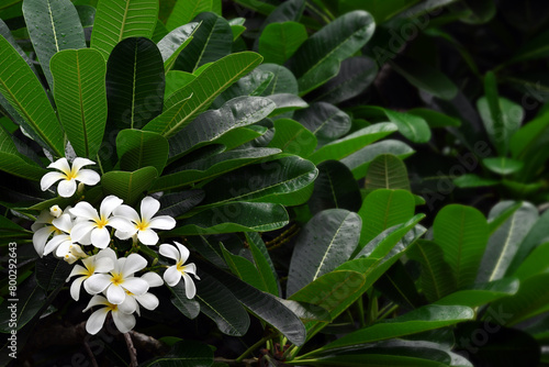 White plumeria flowers blooming in a tree