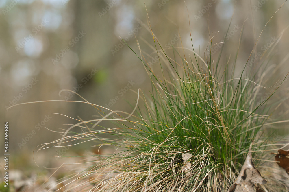 natural grass in forest natural grass in forest
