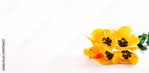 Yellow tulips lie on white background. Cutout plants. Copy space. Business card. Invitation postcard. Mockup design. International holiday. Banner. Hello spring. 8 may. Mother day postcard
