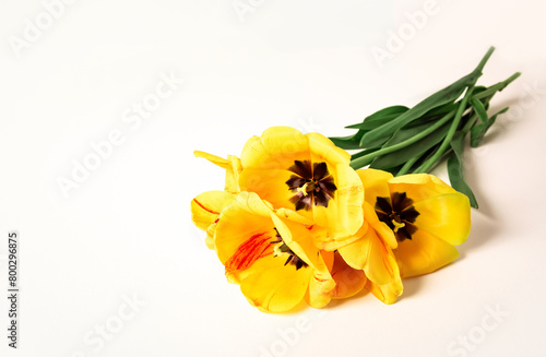 Yellow tulips lie on white background. Cutout plants. Copy space. Business card. Invitation postcard. Mockup design. International holiday. Banner. Hello spring. 8 may. Mother day postcard