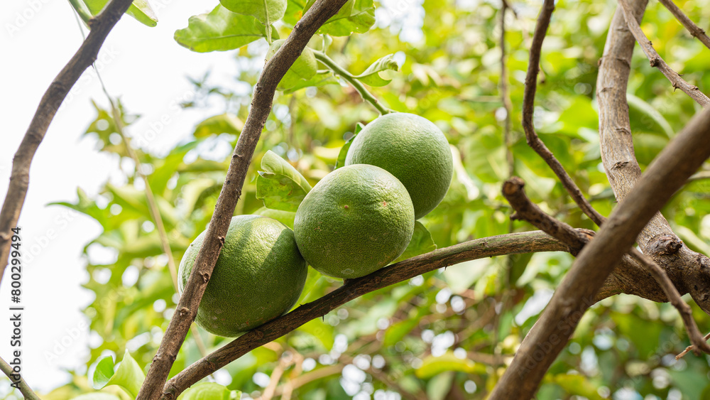 Fresh fruits hanging from lush tree branches in a garden