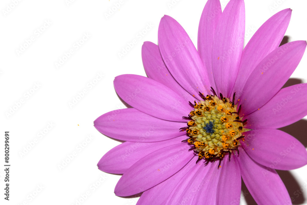 Pink African Daisy Flower with Petals on a White Background
