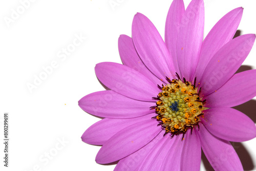 Pink African Daisy Flower with Petals on a White Background photo