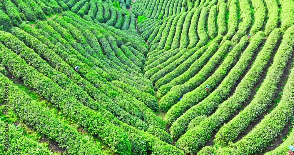 Aerial shot of tea mountain plantation in spring Aerial shot of tea mountain plantation in spring