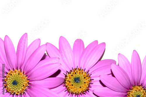 Pink African Daisy Flower with Petals on a White Background