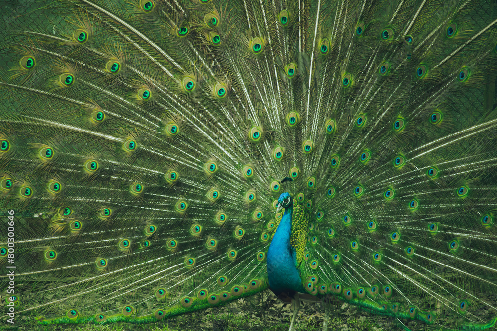 Obraz premium Portrait of beautiful peacock with feathers out