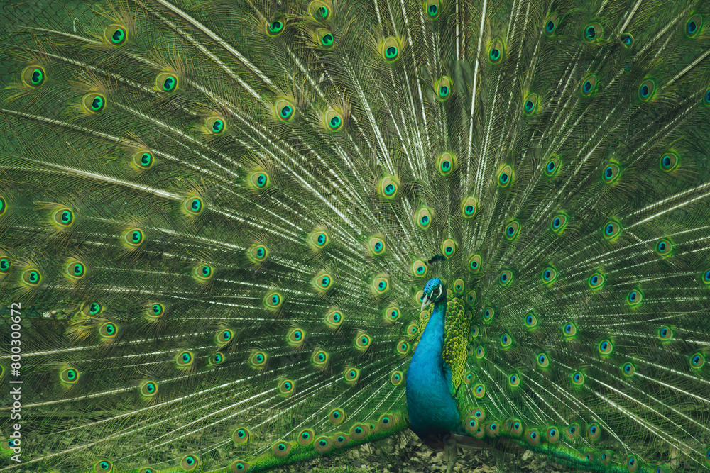 Obraz premium Portrait of beautiful peacock with feathers out