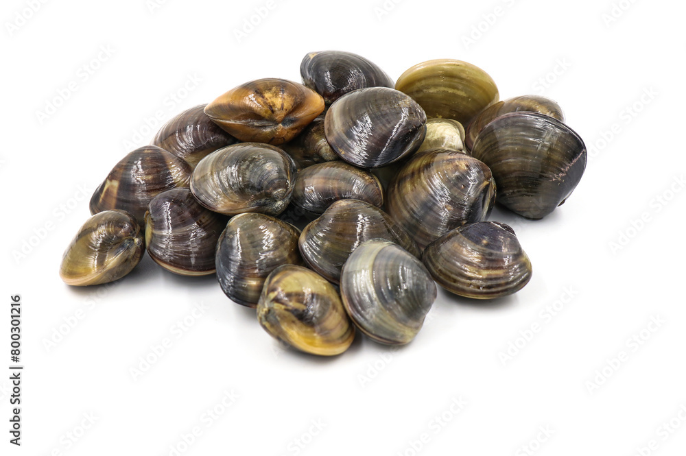 Closed up fresh baby clams, venus shell, shellfish, carpet clams, short necked clams, as raw food from the sea are the seafood ingredients. fresh clams isolated on white background. Closed up fresh baby clams, venus shell, shellfish, carpet clams, short necked clams, as raw food from the sea are the seafood ingredients. fresh clams isolated on white background.