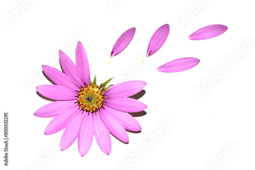Pink African Daisy Flower with flying falling Petals on White Background photo