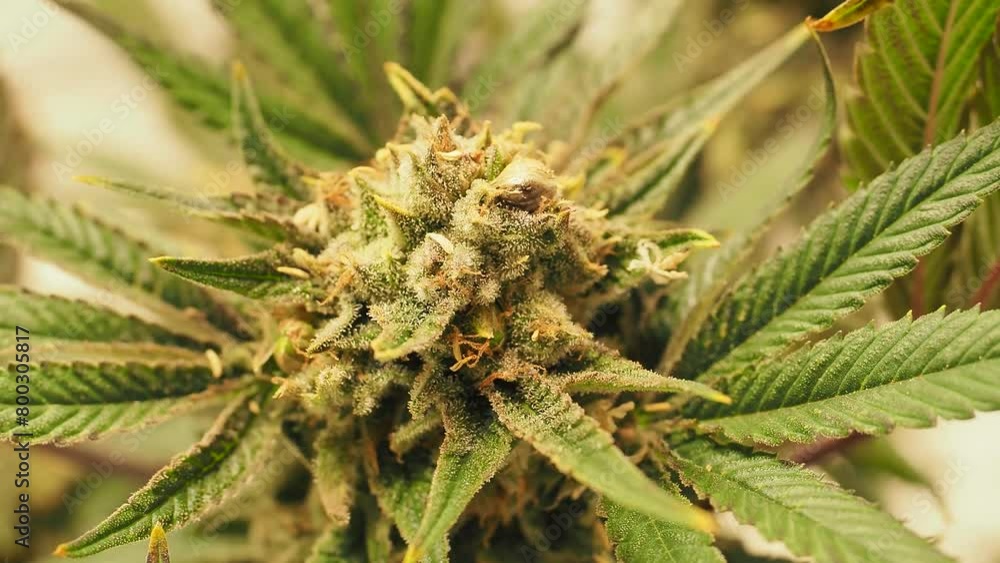 shaking cannabis flower bud trichomes and resin glands on a flowering marijuana plant shaking cannabis flower bud trichomes and resin glands on a flowering marijuana plant