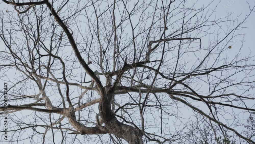 Low angle zoom in shot of leafless tree in nature Low angle zoom in shot of leafless tree in nature