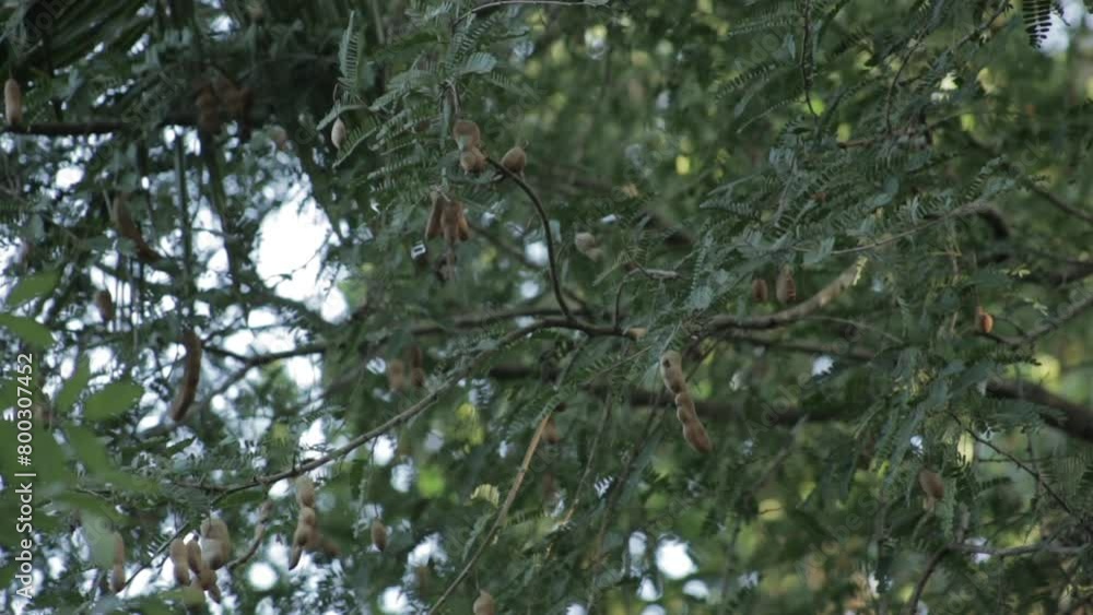 Low angle zoom in shot of tamarinds on tree Low angle zoom in shot of tamarinds on tree