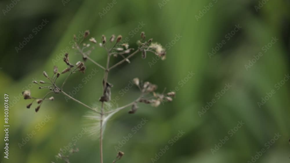 Close up of Cyanthillium cinereum swaying in wind. Static, shallow focus Close up of Cyanthillium cinereum swaying in wind. Static, shallow focus