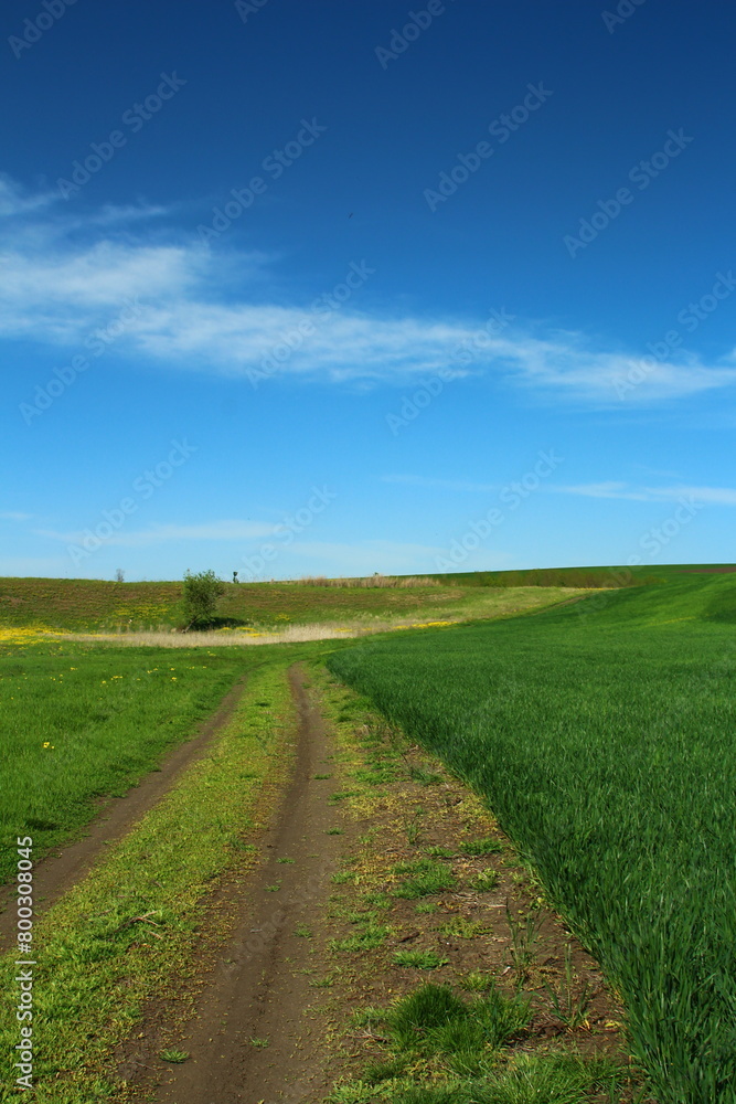 A dirt road through a field A dirt road through a field