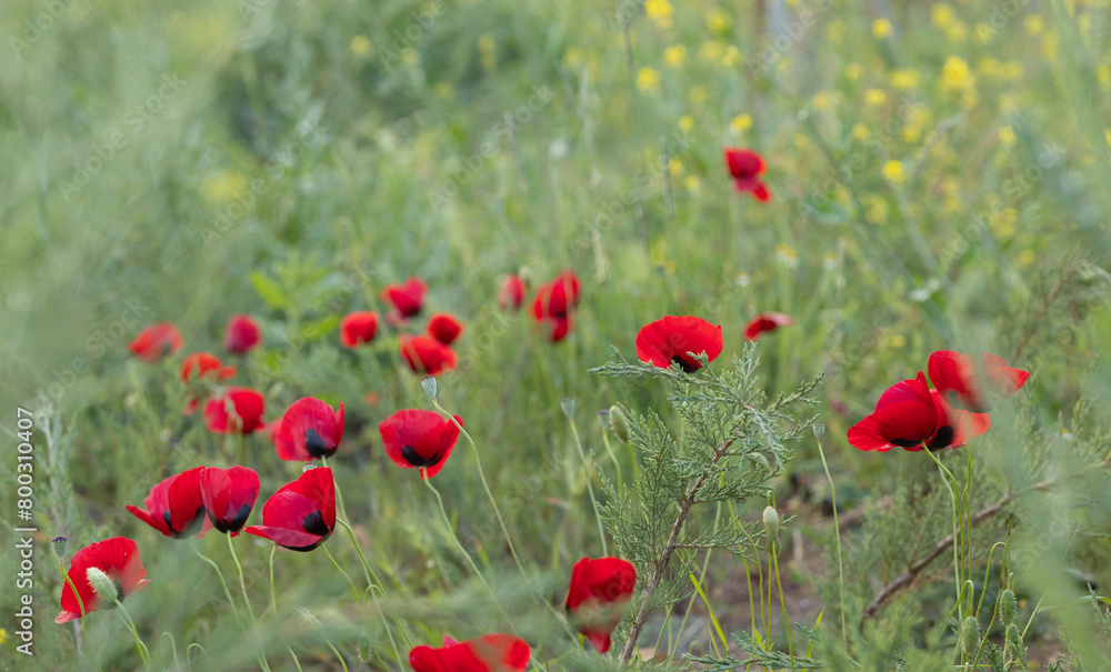 Fototapeta premium poppy flower, finger