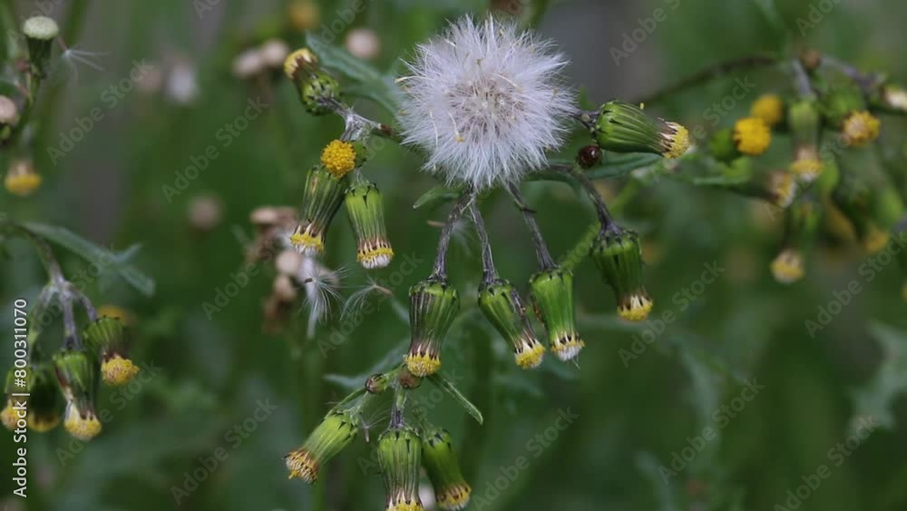 Closeup of Groundsel, Senecio vulgaris, seed head and flowers. Spring. UK Closeup of Groundsel, Senecio vulgaris, seed head and flowers. Spring. UK
