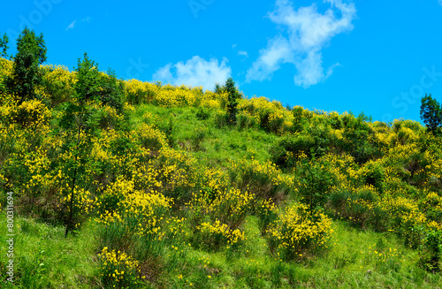 Colourful summer with Genisteae flowers in italian country, Sale San Giovanni village, Langhe region, Piedmont, Italy