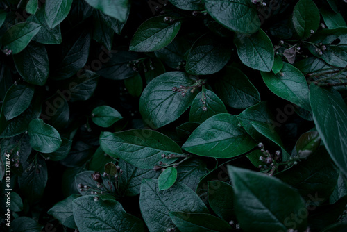 Green leaves of evergreen bush close up as dark floral botanical natural background pattern wallpaper backdrop, Cotoneaster lucidus, the shiny cotoneaster, or hedge cotoneaster, medium-sized shrub photo