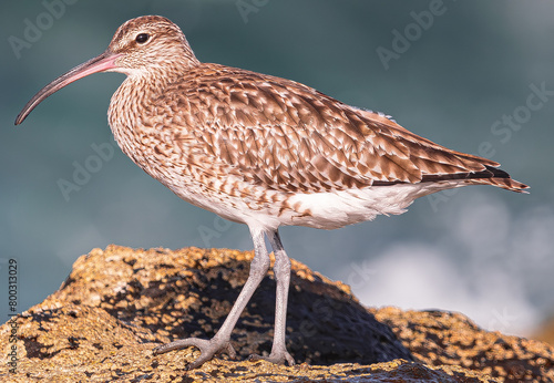  Eurasian curlew, (Numenius arquata),  on rocks with moss during low tide, with sunset light and  ocean background, Tenerife, Canary islands photo