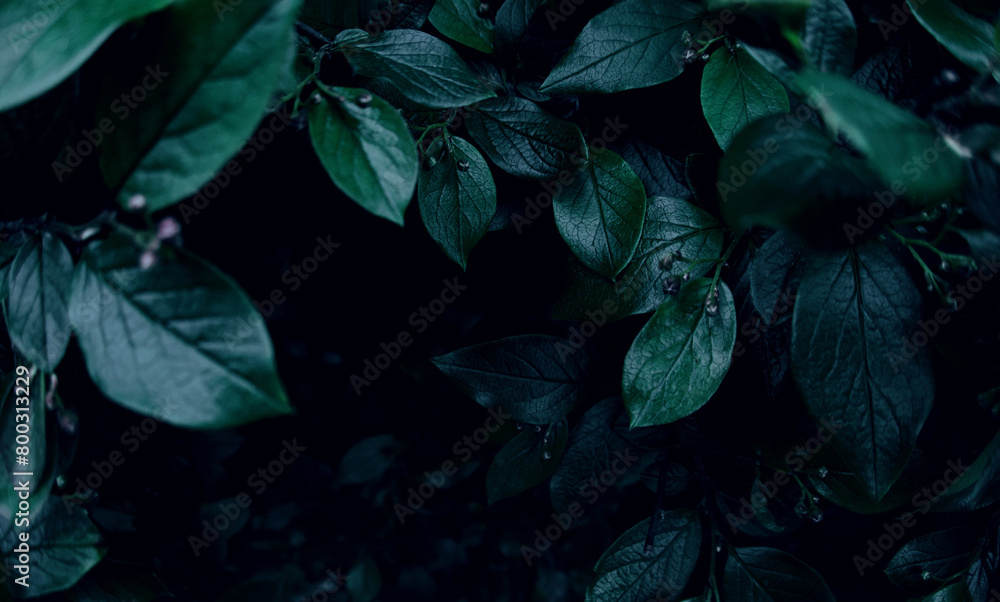 Green leaves of evergreen bush close up as dark floral botanical natural black background pattern wallpaper backdrop, Cotoneaster lucidus, cold coloring shrub