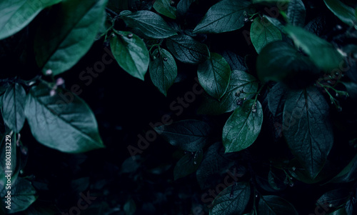 Green leaves of evergreen bush close up as dark floral botanical natural black background pattern wallpaper backdrop  Cotoneaster lucidus  cold coloring shrub