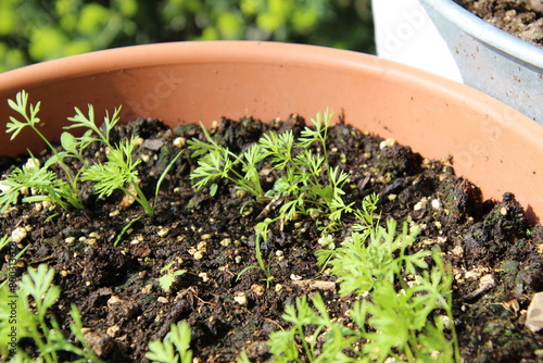 container garden carrot seedlings soil spring