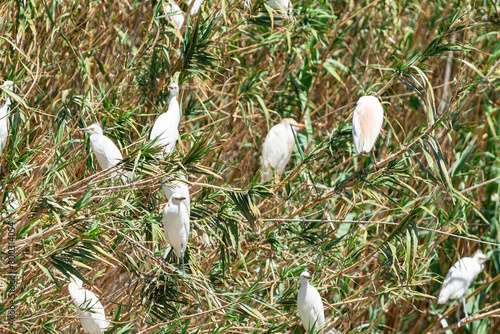 group of western cattle egrets, (Bubulcus ibis), resting in a reed bed