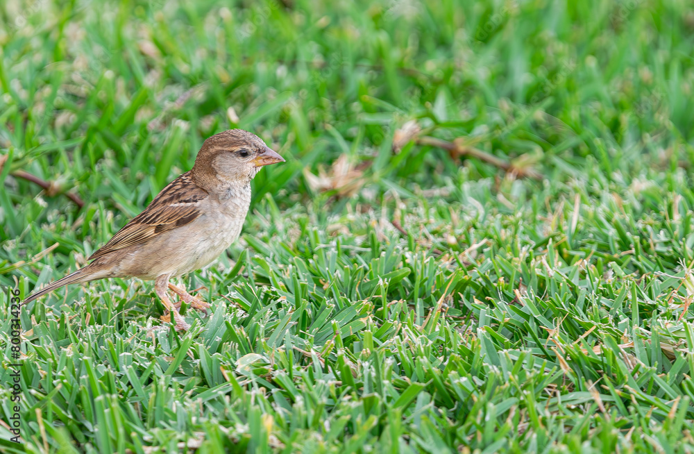Fototapeta premium Female Spanish sparrow, (Passer hispaniolensis hispaniolensis), on the grass, in Tenerife, Canary islands